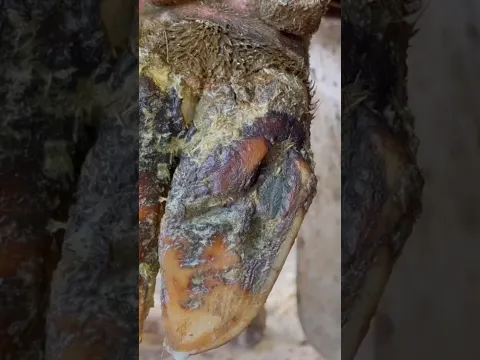 We have to extract a large rock…..