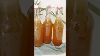 COMPULSORY kombucha in one short minute