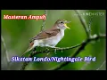 Download Lagu Masteran Mewah Sikatan Londo/Nightingale Bird