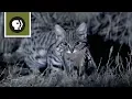 Download Lagu Meet the Deadliest Cat on the Planet