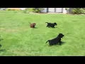 Lab Puppies For Sale