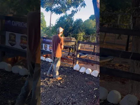 AQUI É MANSO HEIN