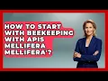 How To Start With Beekeeping With Apis Mellifera Mellifera - Reptilian Wonders