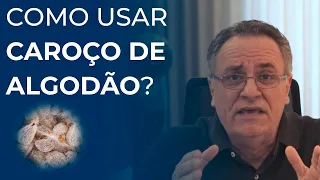 Como usar caroço de algodão na nutrição de gado de corte?