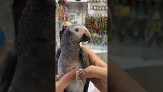 مشاوره و بررسی طوطی خاکستری کاسکو تیمنه تغذیه پرکنی درمان عصبی افسردگی گاز گرفتن جیغ زدن اموزش 