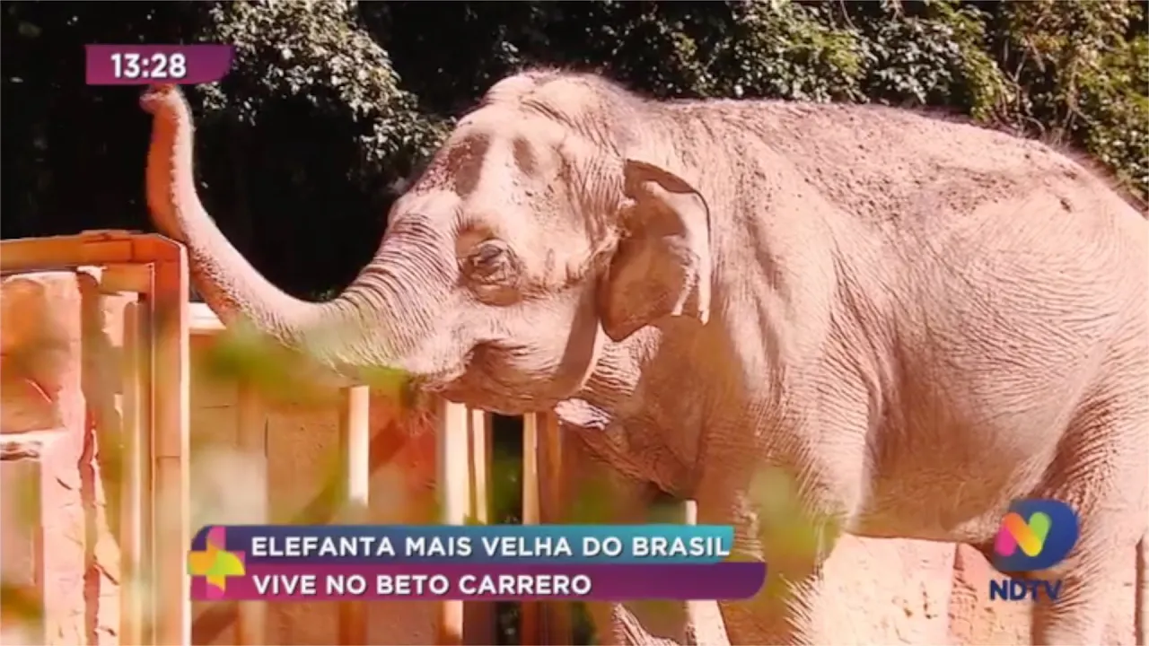 Elefanta mais velha do Brasil vive no parque Beto Carrero