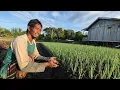 Download Lagu BERKAH DARI LAHAN BEKAS RAWA PASANG SURUT, PERMUKIMAN TRANSMIGRASI SEPUNGGUR, BULUNGAN, KALIMANTAN