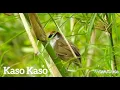 Download Lagu Suara Pangcingan Burung Kaso-Kaso