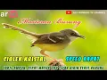Download Lagu Masteran Suara Ciblek Kristal Ngebren Speed Rapat Suara Jernih Durasi 1 Jam, 100% Ampuh Cepat Masuk.