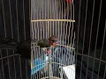 Download Lagu Burung Takur ampis Gacorrrr                                   #burungkicau #burunggacor