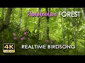 Download Lagu Hutan Rhododendron 4K HDR - Kicau Burung WAKTU NYATA - Suara Burung 8 Jam TANPA LOOP - Video Alam yang Menenangkan