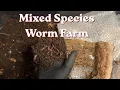 Resetting My Mixed Species Worm Farm Without Harvesting Everything Yet