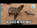 Download Lagu Seal Rescuer Sings While Saving a Life