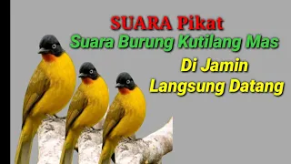 suara pikat burung kutilang emas susah turun
