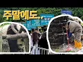 Download Lagu 주말에도 푸바오 보러 많이 와주시고...주말 대청소도 해주시고..👍🥰 | 7월 12일 오전 제1편(푸바오 실시간)