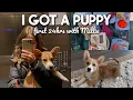 SURPRISE I GOT A PUPPY first 24hrs with my Corgi puppy