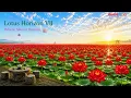 Lotus Horizon VII | Where Silence Blooms • Deep Sleep & Meditation Nylon Guitar  #LotusHorizon