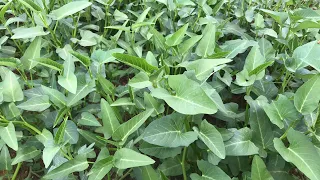 Bé nhận biết cây rau muống/ Dạy trẻ thông minh sớm