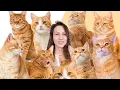 7 Facts You Didn t Know About Orange Cats