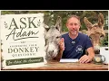 Answering Your Donkey Questions Ask Adam