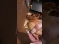Our Sagitta Chicken Journey - Day Old Babies