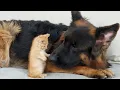 Download Lagu German Shepherd Attacked By Adorable Kitten!