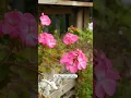Download Lagu Don’t Let Frost Kill Your Geraniums 🌿