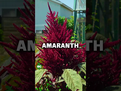 I grew this “immortal” plant...