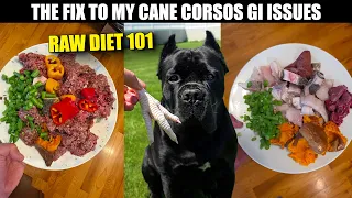 My Cane Corso Pooped All Over My Walls | Raw Diet FIX!