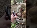 Download Lagu Viral Video | Monkeys Scroll Through Social Media Like An Everyday Activity | #trending