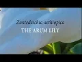 Download Lagu Zantedeschia aethiopica  The Arum Lily   Gardening with Gabriel