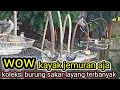 Lagu KOLEKSI BURUNG SANGKAR LAYANG TERBANYAK // BURUNG MANGGUNG