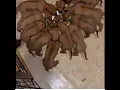 rhodesian ridgeback puppies for sale in texas