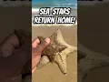 Download Lagu Sea Stars Find Their Way Home! #shorts #starfish #ocean