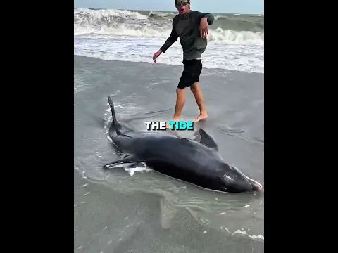 He Saved a Stranded Dolphin… Then Something Incredible Happened!