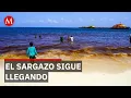 Sargassum reaches record levels and threatens Mexican Caribbean beaches