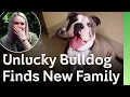 Download Lagu Ongelukkige bulldog wachtte zo lang op redding, maar eindelijk kwam het perfecte gezin | The Dog ...