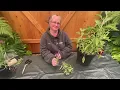 Download Lagu Making Smudge Sticks From White Sage from the Garden