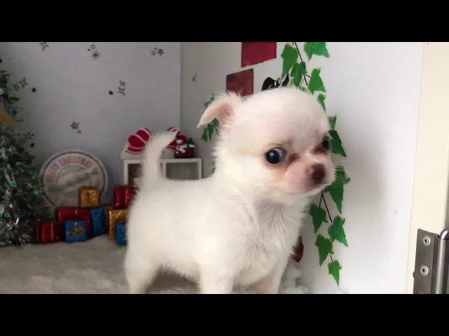 動画