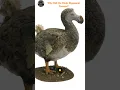 Download Lagu Dodo: het onvertelde verhaal achter hun uitsterven
