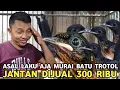 JUAL APA ADANYA GAK NEKO - NEKO MURAI BATU TROTOL JANTAN 300 RIBU DI KIOS LANGGENG JAYA PB PRAMUKA 