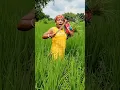 Lagu Cow Finish My Rice 😱 🐄 😂 #shorts #funny #comedy #video #trending #viral #shortvideos #cow