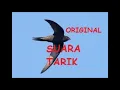 Download Lagu suara tarik burung walet original | swiftlet mp3