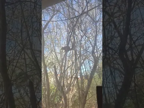 A squirrel in my window #beautifulanimals