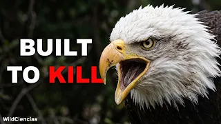 Why Bald Eagle Are The Most Terrifying Bird Of Prey