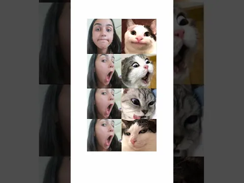 #cat #ardaveipek #funny