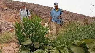 رحلة في صيد الأفاعي وسط الجبال مغامرة خطيرة في قلب الطبيعة 