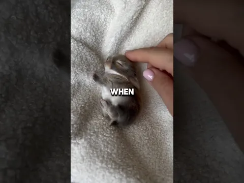What Happens When You Pet a Baby Bunny