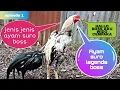 Download Lagu Ayam Suro Wido Cempaka Ciri Ciri Kelebihan Dan Kekuranganya || Spesial Ayam suro Episode 1.