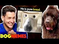 Reacting To Dog Memes With My Newfie Bear